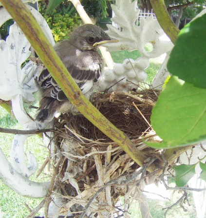 Bahama Mockingbird Fledgling (Wander in Nature)