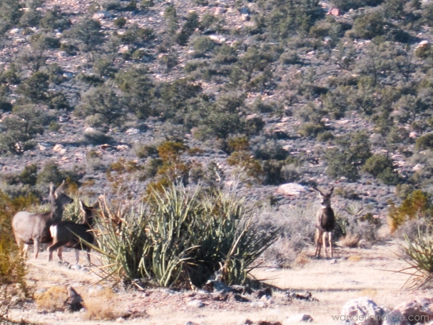 Red Rock Canyon Burros